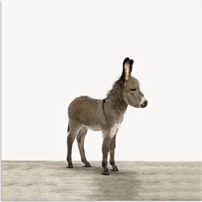 Produktbild von MuchoWow® Poster Esel - Tiere - Kinder - Niedlich - Mädchen - Jungen 75x75 cm - Wand Dekoration