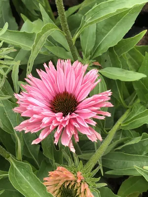 Produktbild von 6 x Echinacea purp. 'Sunseekers Salmon' - Sonnenhut - Topf 9x9 cm