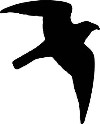 Produktbild von Nobby Aufkleber Greifvogel