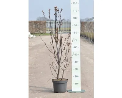 Produktbild von Blutpflaume FloraSelf Prunus cerasifera 'Nigra' H 40 cm Co 5 L