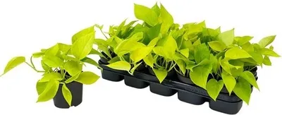 A group of small potted plants with bright green leaves, arranged in a black plastic tray and one individual pot.