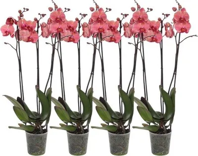 Zdjęcie produktu dla Zestaw 4 storczyków – Phalaenopsis – trójramienne – 60 cm – średnica 12 cm – białe