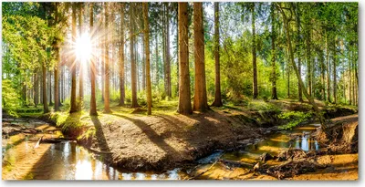 Produktbild von Tulup® Leinwandbild - 140x70 cm - Wandkunst - Drucke auf Leinwand - Leinwanddruck  - Landschaften - Grün - Wald Panorama