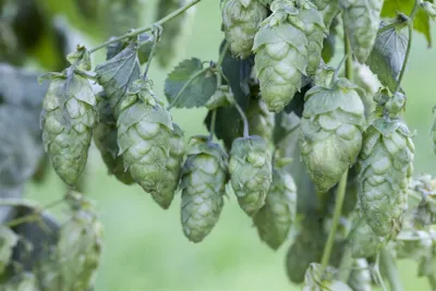 Produktbild von Humulus lupulus, Hopfen, 40–60 cm