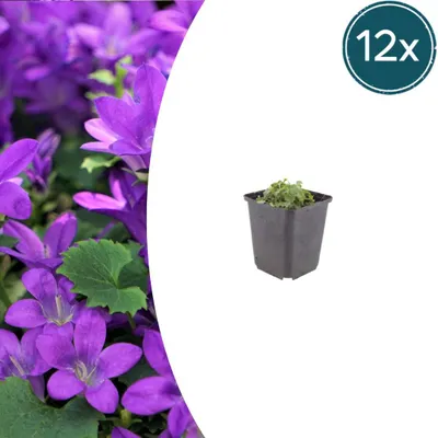 Zdjęcie produktu dla Campanula portenschlagiana | 12 sztuk - 10-25cm - Ø9cm - Roślina ogrodowa