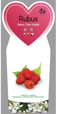 Obrázok produktu pre Rubus id. 'Glen Ample' - Malina 'Glen Ample' | 25 cm v kvetináči