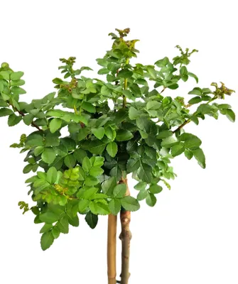 Obrázok produktu pre Lopta jaseň Fraxinus Zelená lopta Standard 80 - 100 cm