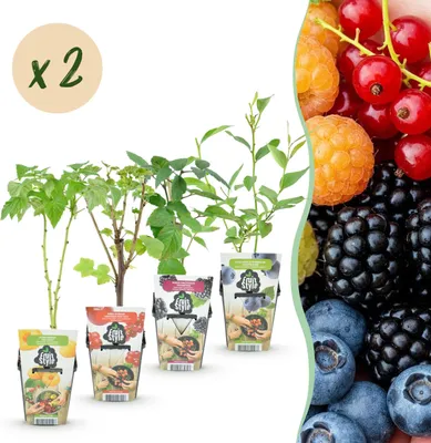 Produktbild von GreenboutiQ - Obstpflanzen - Regenbogen - Rote Johannisbeere - Gelbe Himbeere - Schwarze Brombeere - Blaue Beere - Winterhart - 8 Pflanzen - Topf 9cm