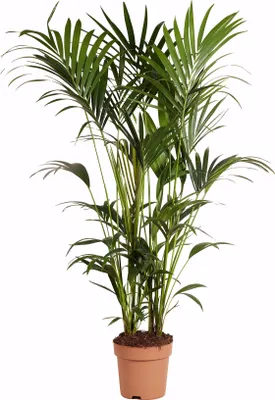 Produktbild von Zimmerpflanze Kentia Howea, 180 cm hoch, Topf Ø 27 cm, luftreinigend, pflegeleicht