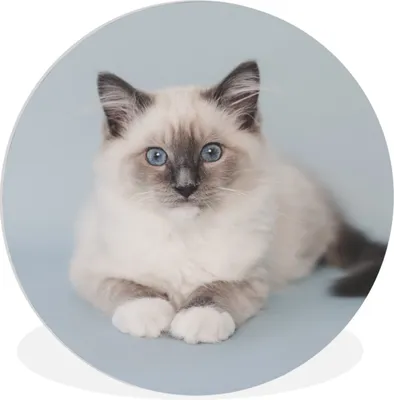 Produktbild von MuchoWow® Rundes Wandbild - Runde Bilder Katze - Ragdoll Katze - Blau - Mädchen - Kinder - Jungen - Kind Ø 90 cm Kreis Wanddekoration Kunststoff - Wandkreis - Wandschmuck - Wand-Kreis - Wohnzimmer - Bild - Runde - Wanddeko - Dibond - Kunstdrucke