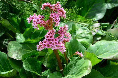 Produktbild von Stauden Gänge 1 x Bergenia cordifolia 'David‘ - Bergenie - Charakterstark im Beet, eindrucksvoll im Auftritt. - Bienenfreundlich
