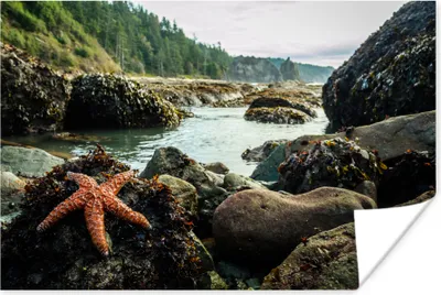 Produktbild von MuchoWow® Poster Meer - Steine - Seesterne 60x40 cm - Schlafzimmerdekoration
