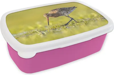 Produktbild von KitchenYeah® Lunchbox Brotzeit Brotdose 17x11 cm Vögel - Gras - Landschaft - Uferschnepfe Kinder Brotzeitdose - Lunchpaket - Brotkasten - Sandwich Box