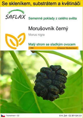 Obrázek produktu pro SAFLAX Kultivační sada - Morušovník černý - Morus nigra - 200 Semena - S mini skleníkem, pěstebním substrátem a 2 květináči