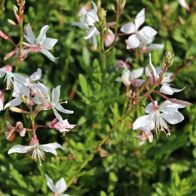 Obrázek produktu pro 6 x Gaura lindheimeri 'White Dove'  | Květináč 9 cm x 9 cm