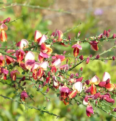 Image de Cytisus scoparius 'Roter Favorit' Besenginster 40 - 60 cm