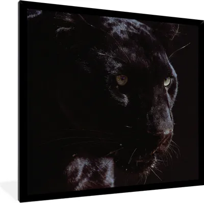 Produktbild von MuchoWow® MuchoWow® Gerahmtes Poster Panther - Tier - Schwarz 40x40 cm - Poster mit zchwarzem Bilderrahmen - Mit Rahmen - Wanddekoration Schlafzimmer