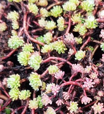 Image de Sedum hispanicum / Orpin d'Espagne