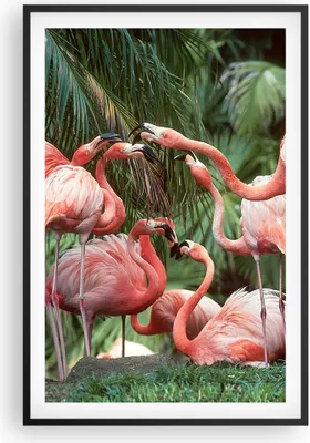 Produktbild von Gerahmtes Poster - Schwarzer Rahmen - Palmen Herde Flamingos - 61x91,5 cm - Wand Bild - Wanddeko - Wandbilder - Kunstposter - Wandposter - Bilderrahmen - Bilder - Kunstdruck - P2BPA61x91-4804