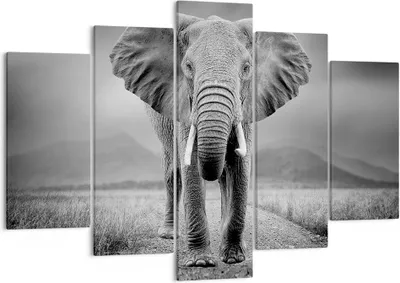 Produktbild von Bild auf Leinwand - Leinwandbild - 5 Teile - Elefant Wildnis Natur - 150x100cm - Wand Bild - Wanddeko - Wandbilder - Leinwanddruck - Bilder - Wanddekoration - Leinwand bilder - EA150x100-4966