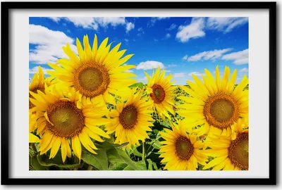 Produktbild von Bild 60x40 MDF-Rahmen, Wandkunst Sunflowers