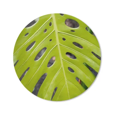 Produktbild von MuchoWow® Mauspad Mousepad Großes botanisches Blatt der Lochpflanze 30x30 cm - Mousepads - Maus Mat - Pad - Mausunterlage - Tischunterlage - Schreibtischmatten