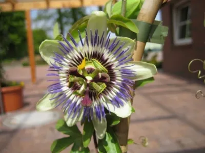 Produktbild von Passiflora caerulea Passionsblume 40-60 cm