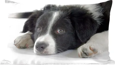 Produktbild von MuchoWow® Zierkissen Sofakissen Wohnzimmer Dekokissen 50x30 cm Ein Border Collie liegt auf dem Boden - Wohnzimmerdekoration - Polster mit Photo