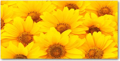 Produktbild von Tulup Glas-Bild -140x70- Wandkunst Dekorative Wand für Küche & Wohnzimmer - Blumen & Pflanzen - Sonnenblumen - Gelb