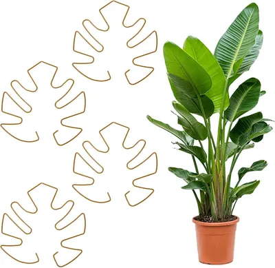 Image de Support pour plantes Monstera - Support pour plantes grimpantes - 4 pièces