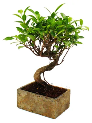 Produktbild von Bonsai fürs Zimmer - in moderner Trendkeramik - Zimmerbonsai Ficus - 6 Jahre alt - Steinoptik
