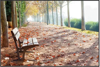 Produktbild von Wallario Wandbild Einsame Parkbank an einer Allee - Herbststimmung, Größe: 61 x 91,50 cm, Poster mit schwarzem Aluminiumrahmen