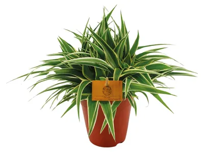 Zdjęcie produktu dla Chlorophytum Ocean - 25cm - Ø15cm - Roślina doniczkowa - Zimozielony