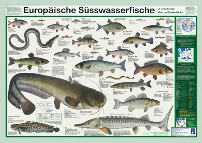 Produktbild von Europäische Süsswasserfische Poster, deutsch DIN A1 84,1 x 59,4 cm