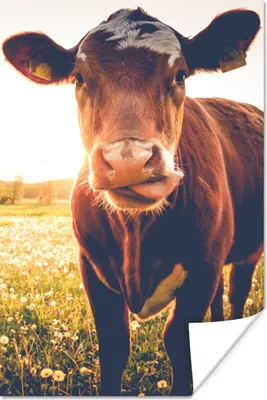 Produktbild von MuchoWow® Poster Kuh - Sonnenuntergang - Blumen - Gras - Tiere 120x180 cm - Kunstposter
