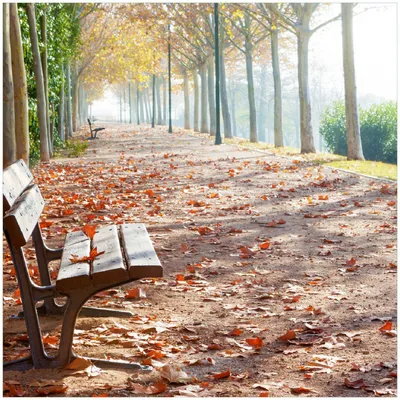 Produktbild von Wallario Premium Glasbild, freischwebende Optik, kräftige Farben, Größe 30 x 30 cm Motiv Einsame Parkbank an einer Allee - Herbststimmung
