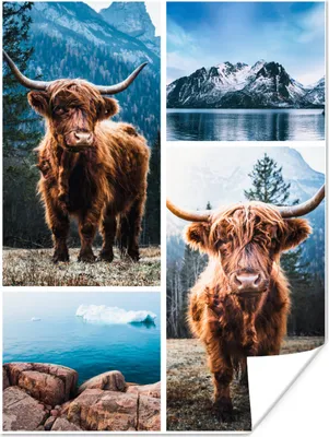 Produktbild von MuchoWow® Poster Schottischer Highlander - Tiere - Collage 90x120 cm - Wohnzimmer