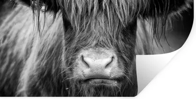 Produktbild von MuchoWow® Wandtattoo Wandsticker Wandaufkleber Schottischer Highlander - Kuh - Schwarz - Weiß - Tiere 160x80 cm Selbstklebend und Repositionierbar - Sticker - Dekorfolie