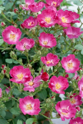 Produktbild von Rosa 'Lupo', Rose, leuchtend pink, 3-5 Liter Container