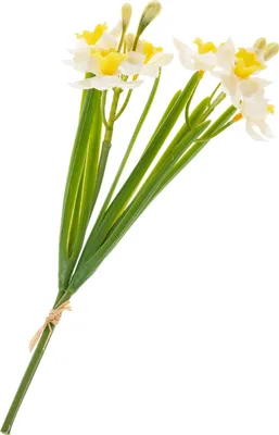 Produktbild von Narzissen Bund "Yellow / White"