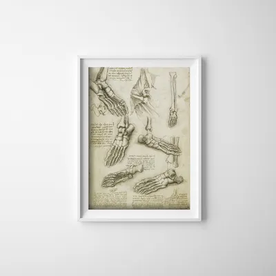 Produktbild von Poster - Canvas - Leinwand - 42 cm x 59,4 cm - Da Vinci Fußknochen