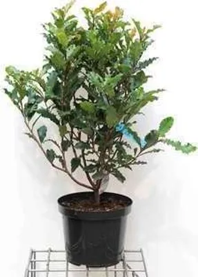 Productafbeelding van Photinia serr. 'Crunchy'® - Glanzmispel, 60-80 cm - In pot