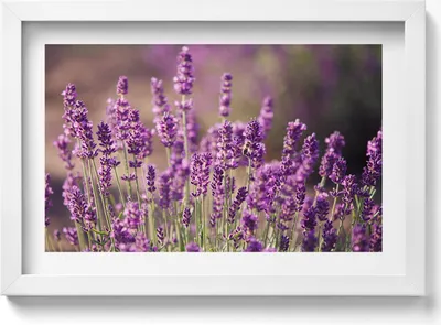 Produktbild von Lavendelblumenwiese– Wandbild mit Rahmen – Gerahmtes Bild  – Wanddekoration – 30x20 cm –  Weiß Rahmen