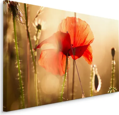 Produktbild von Fabelhafte Canvas LEINWAND BILDER 90x60 cm XXL Kunstdruck Natur Blumen Mohnblumen