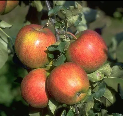 A close-up view of several ripe Jonagold apples hanging from a tree branch, surrounded by green leaves.