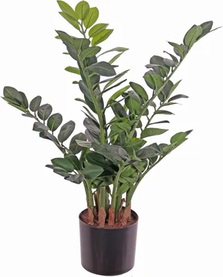 Produktbild von artplants.de Zamioculcas Kunstpflanze JANGOLIE, 70cm - Künstliche Tropische Pflanze
