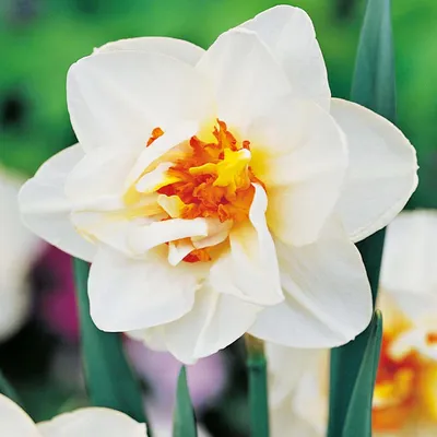 Immagine prodotto di Bulbi di giunchiglia Bulbi di fiori Narcisi doppi Deriva di fiori 5 pz.