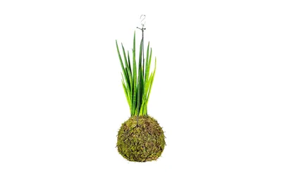 Obrázek produktu pro Gardners Kokedama Sansevieria bacularis (M)