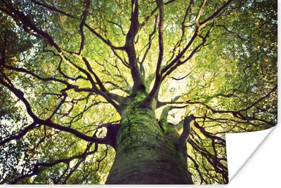 Produktbild von MuchoWow® Poster Beruhigende Zweige eines grünen Baumes 180x120 cm - Fotoplakat