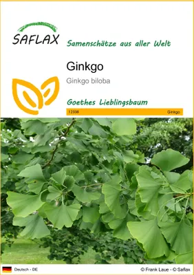 Produktbild von SAFLAX - Ginkgo - Ginkgo biloba - 4 Samen